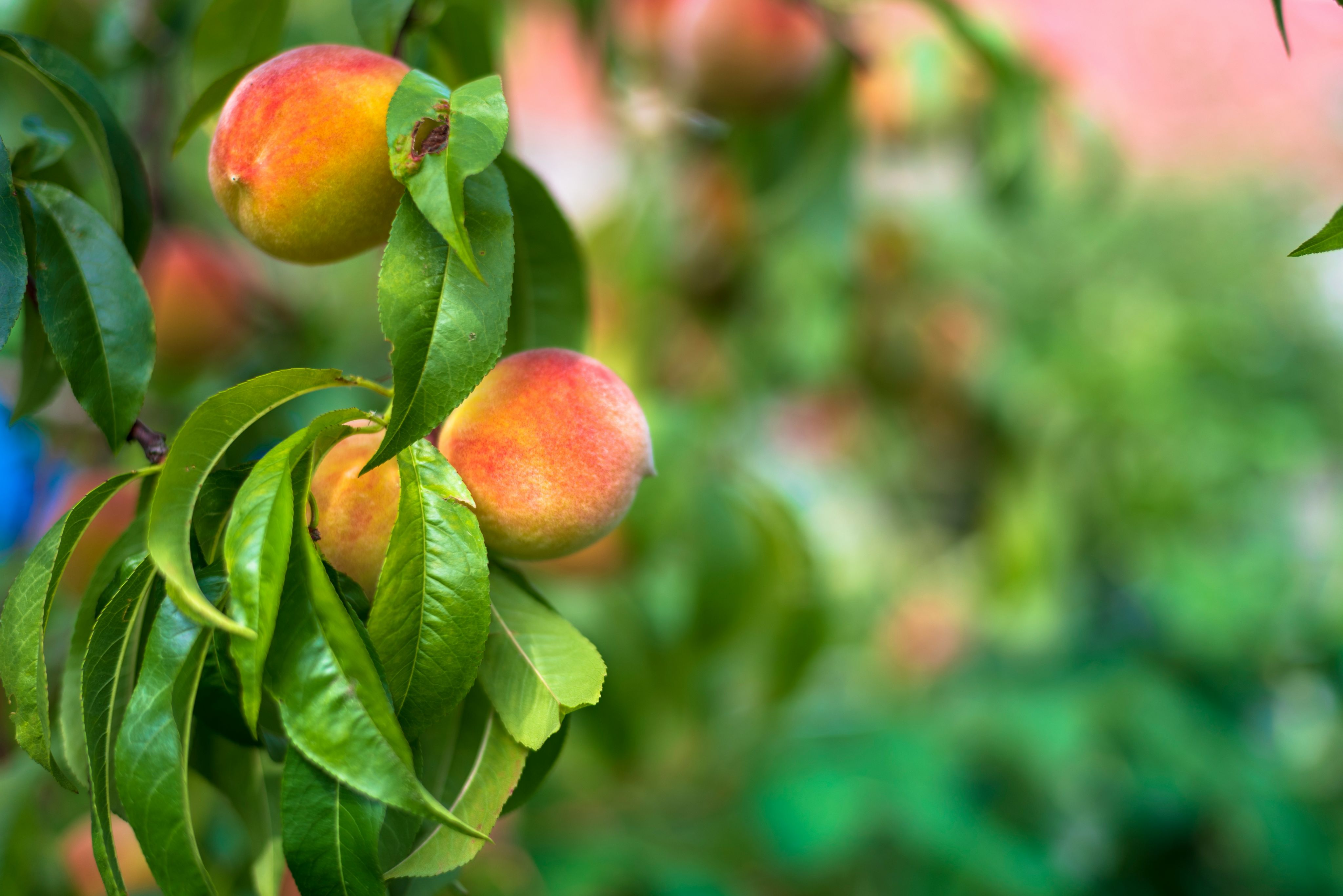 selective focus photography of peaches in tree